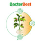 Inductor de resistencia antibacterial de aplicación foliar, BacterBest
