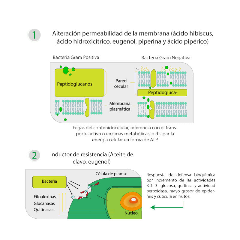 Inductor de resistencia antibacterial de aplicación foliar, BacterBest
