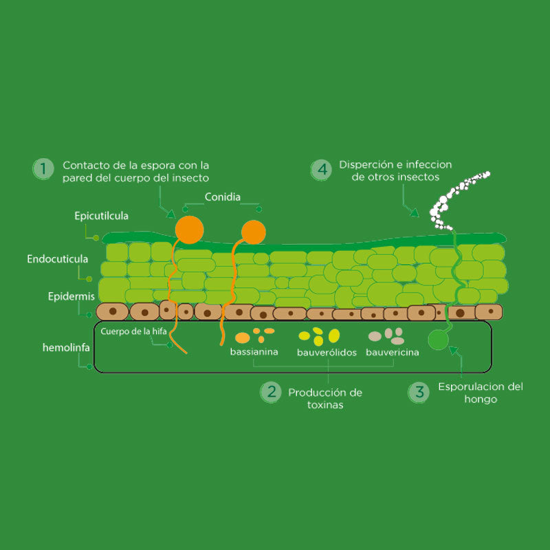 Bioinsecticida orgánico de aplicación foliar de amplio espectro, BioHammer M