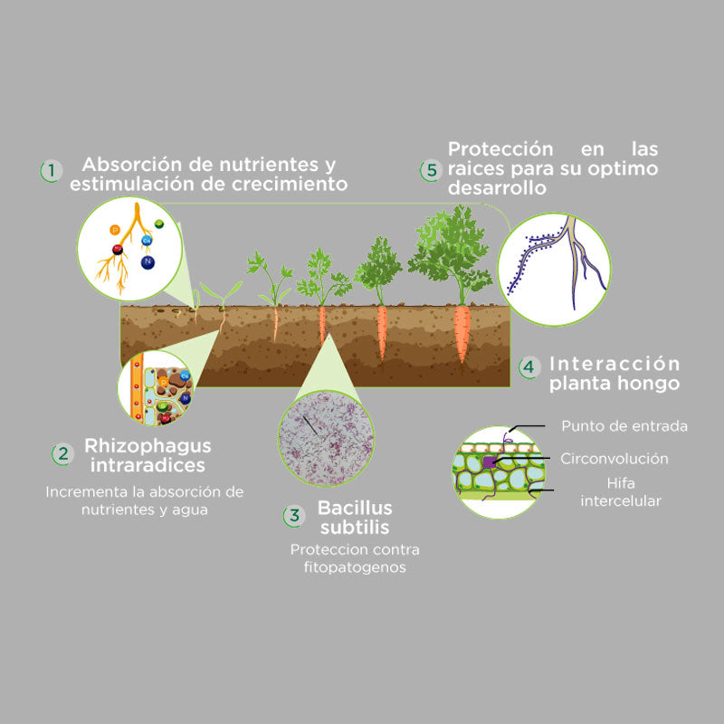 Inoculante biológico para tratamiento de semillas, BioKomplet SH