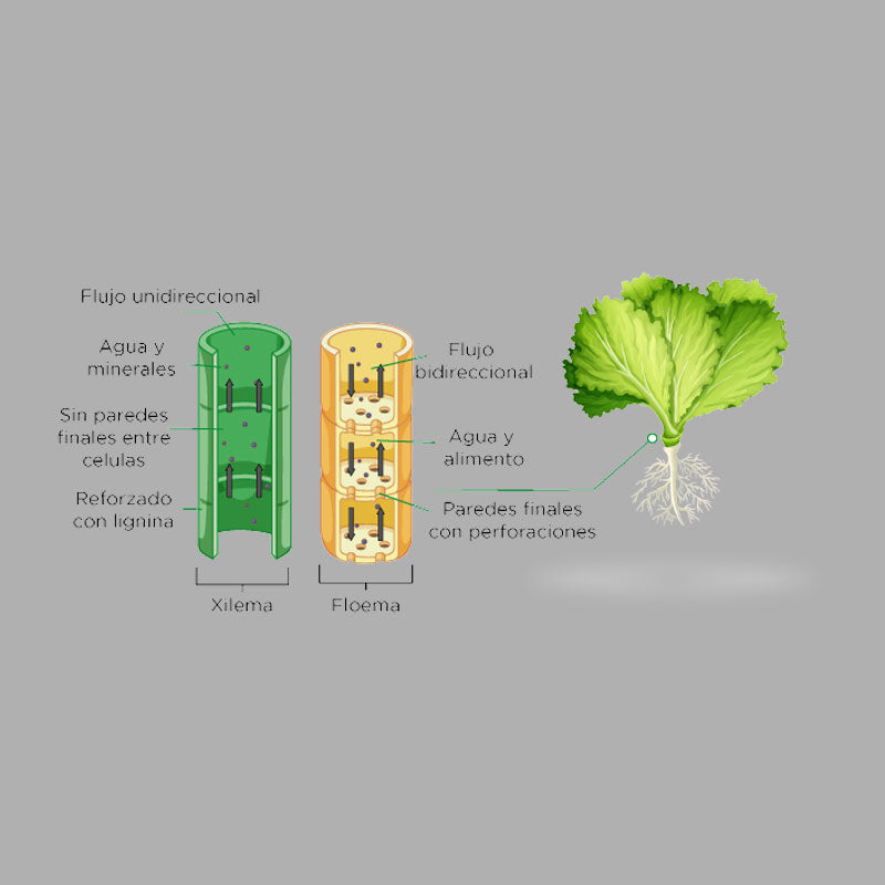Fertilizante organo mineral de aplicación al suelo o foliar, Biorganik Bomb