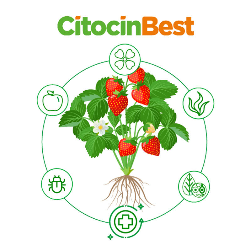 Regulador de crecimiento de aplicación foliar, Citocin Best