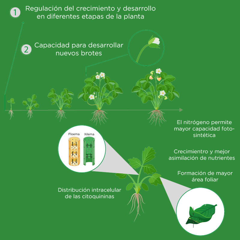 Regulador de crecimiento de aplicación foliar, Citocin Best