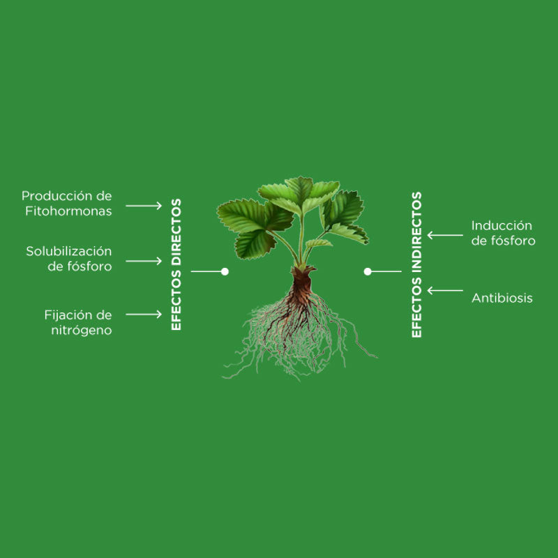 Inoculante biológico de aplicación al suelo, MayorBest