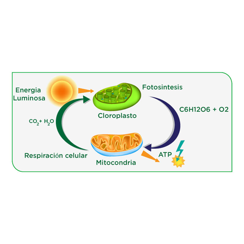 Fertilizante mineral de aplicación foliar, MikroTurbo
