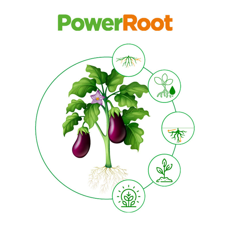 Regulador de crecimiento de aplicación al suelo, PowerRoot