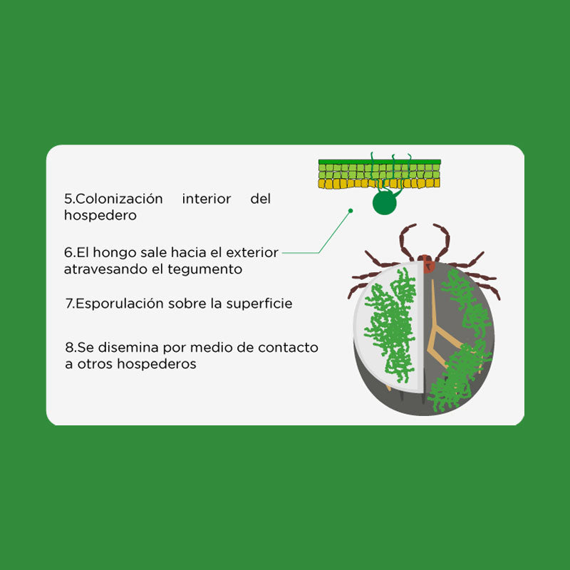 Garrapaticida/acaricida microbiológico de aplicación dirigida, Zeroboom