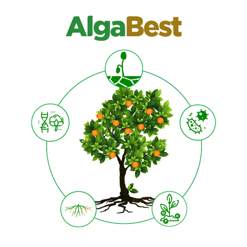 Mejorador de suelos orgánico de aplicación dirigida al suelo, AlgaBest