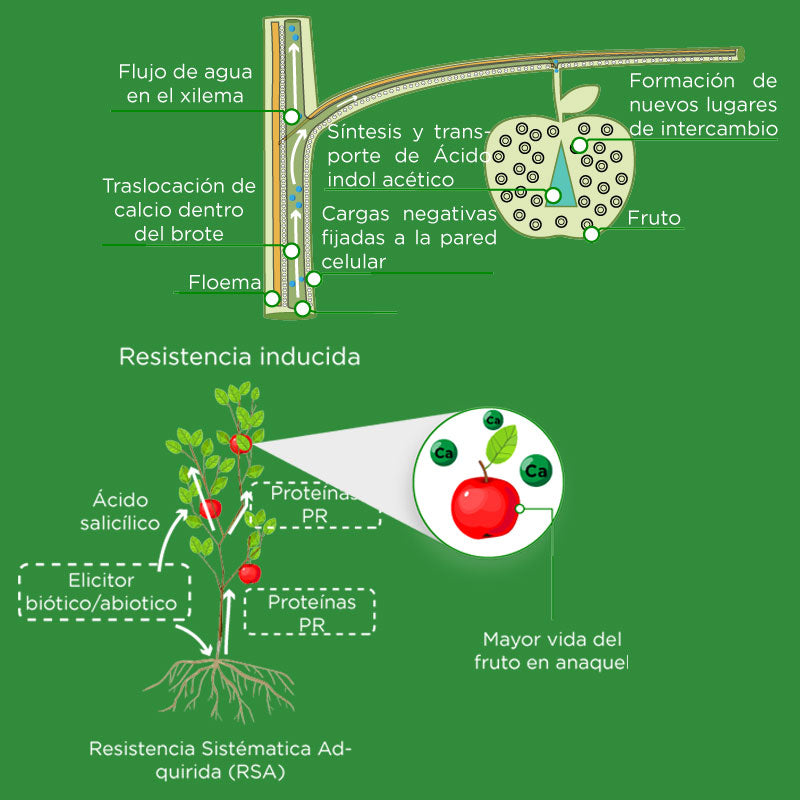 Fertilizante mineral de aplicación foliar, FortiCrop