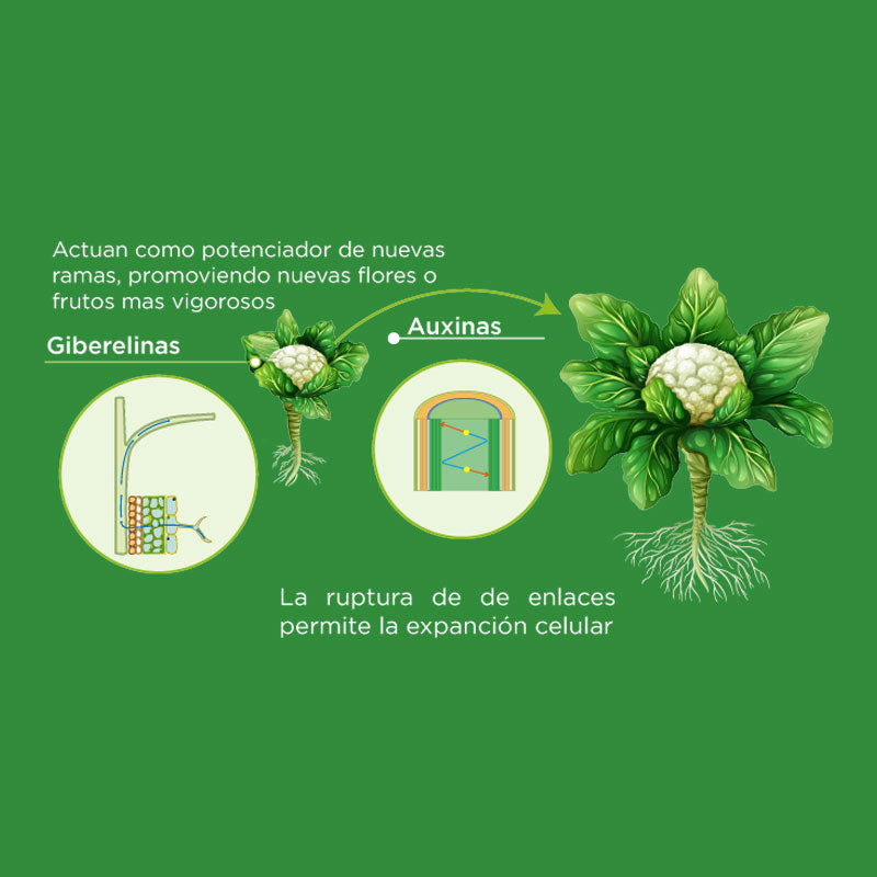 Regulador de crecimiento de aplicación foliar, Promobest