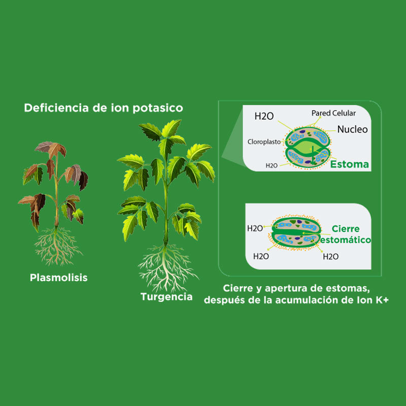 Fertilizante mineral de aplicación foliar, VigorBest