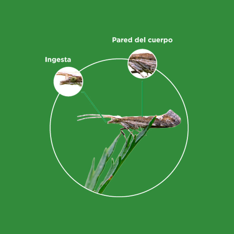 Bioinsecticida orgánico de aplicación foliar de amplio espectro, BioHammer M
