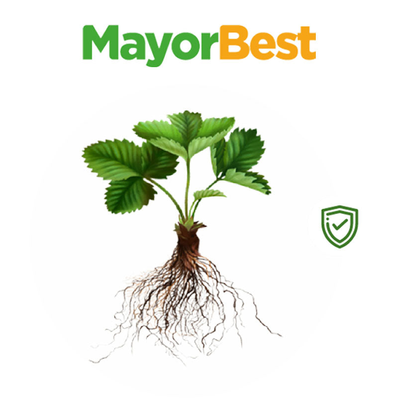 Inoculante biológico de aplicación al suelo, MayorBest