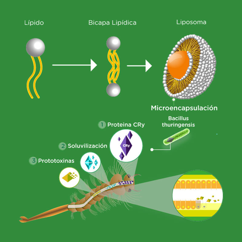 Bioinsecticida-larvicida para el control de mosquitos, Zerozika