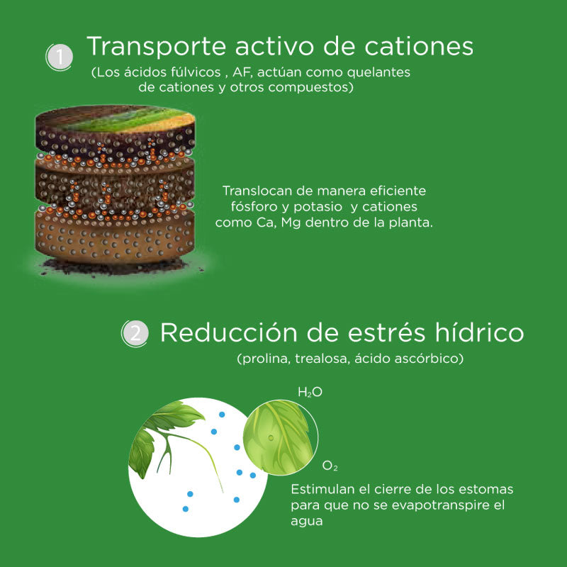 Fertilizante orgánico de aplicación dirigida al suelo o foliar, FulviBest Energy